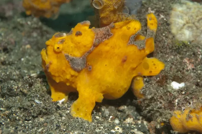Framed Print : Painted Frogfish (Antennarius pictus) adult, on black sand, Lembeh Straits, Sulawesi, Greater Sunda Islands, Indonesia Framed Print : Painted Frogfish (Antennarius pictus) adult, on black sand, Lembeh Straits, Sulawesi, Greater Sunda Islands, Indonesia