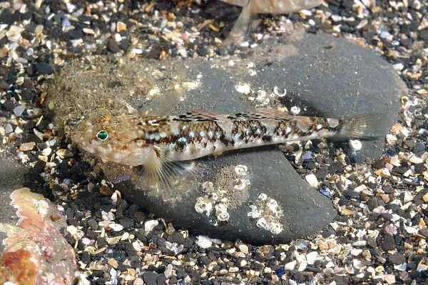 Painted Goby (Pomatoschistus pictus) adult, resting on seabed, Kimmeridge Bay, Isle of Purbeck, Dorset, England, August