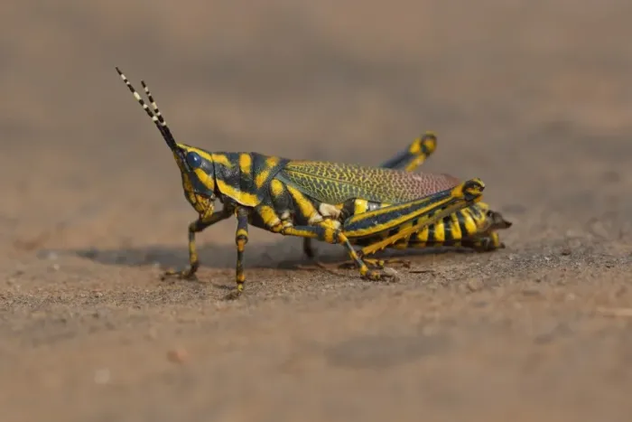 Framed Print : Painted Grasshopper (Poekilocerus pictus) adult, standing on ground, Keoladeo Ghana N. P. (Bharatpur), Rajasthan, India, november