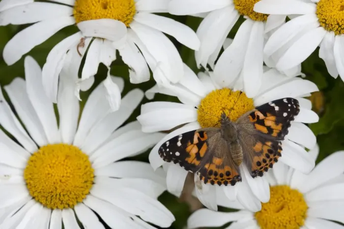 Framed Print : Painted Lady (Vanessa cardui) adult, feeding on daisy flowers in garden, England, august Framed Print : Painted Lady (Vanessa cardui) adult, feeding on daisy flowers in garden, England, august
