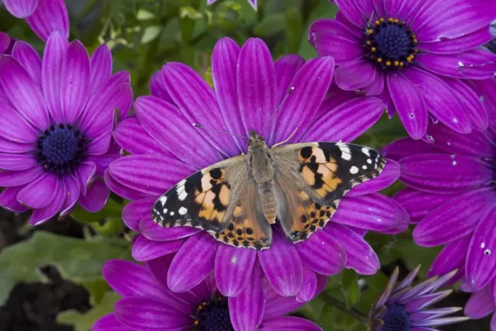 Framed Print : Painted Lady (Vanessa cardui) adult, feeding on Cape Daisy (Osteospermum sp. ) flower in garden, England, june Framed Print : Painted Lady (Vanessa cardui) adult, feeding on Cape Daisy (Osteospermum sp. ) flower in garden, England, june