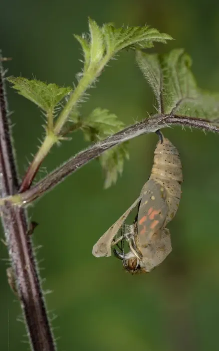 Framed Print : Painted Lady (Vanessa cardui) adult, emerging from pupa, hanging from stinging nettle leaf, Oxfordshire, England, July