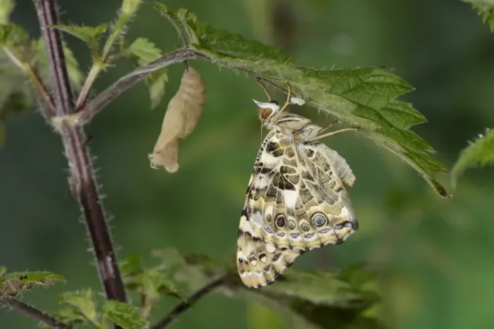 Framed Print : Painted Lady (Vanessa cardui) newly emerged adult, resting beside empty pupa on stinging nettle leaf, Oxfordshire Framed Print : Painted Lady (Vanessa cardui) newly emerged adult, resting beside empty pupa on stinging nettle leaf, Oxfordshire