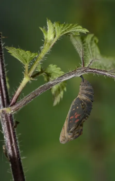Framed Print : Painted Lady (Vanessa cardui) pupa, about to hatch, hanging from stinging nettle leaf, Oxfordshire, England, July Framed Print : Painted Lady (Vanessa cardui) pupa, about to hatch, hanging from stinging nettle leaf, Oxfordshire, England, July