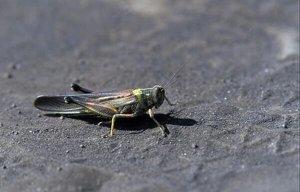 Painted Locust (Schistocerca melanocera) Floreana island, Galapagos