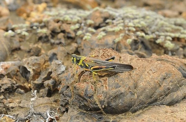 Painted Locust (Schistocerca melanocera) adult, resting on lava rock, Galapagos Islands