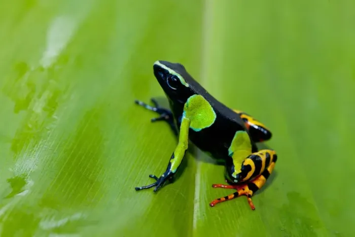 Framed Print : Painted Mantella (Mantella madagascariensis) adult, sitting on leaf, Ranomafana N. P. Madagascar, October Framed Print : Painted Mantella (Mantella madagascariensis) adult, sitting on leaf, Ranomafana N. P. Madagascar, October