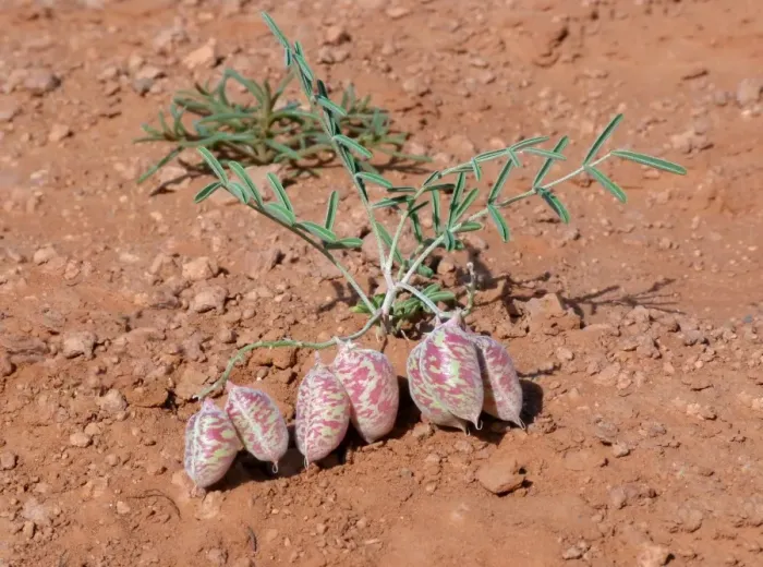 Framed Print : Painted Milkvetch (Astragalus ceramicus) inflated seedpods, Monument Valley N. P. Utah, U. S. A. May Framed Print : Painted Milkvetch (Astragalus ceramicus) inflated seedpods, Monument Valley N. P. Utah, U. S. A. May