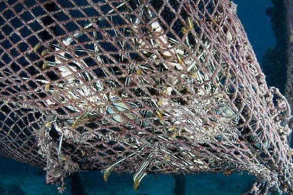 Painted Spiny Lobster (Panulirus versicolor) adults, group in lost fishing net, Arborek, Dampier Straits