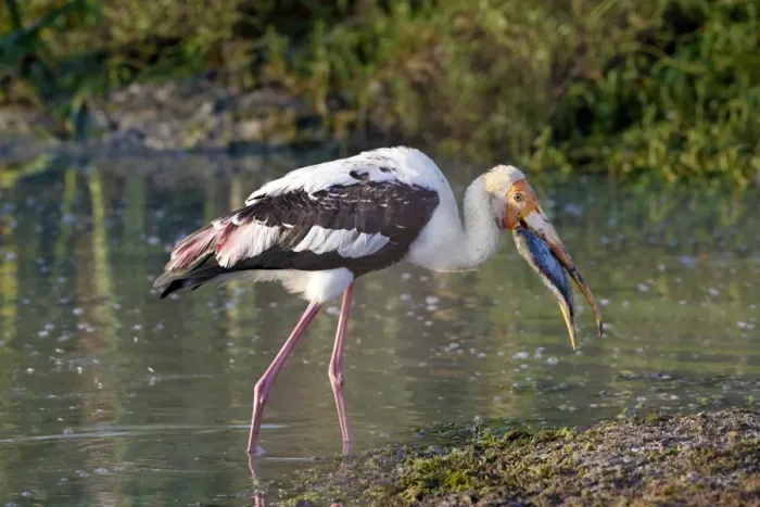 Framed Print : Painted Stork (Mycteria leucocephala) adult, with fish prey in beak, walking in shallow water, Bundala N. P Framed Print : Painted Stork (Mycteria leucocephala) adult, with fish prey in beak, walking in shallow water, Bundala N. P