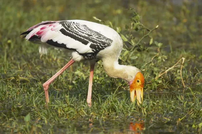 Framed Print : Painted Stork (Mycteria leucocephala) adult, foraging in water, Keoladeo Ghana N. P. (Bharatpur), Rajasthan, India Framed Print : Painted Stork (Mycteria leucocephala) adult, foraging in water, Keoladeo Ghana N. P. (Bharatpur), Rajasthan, India