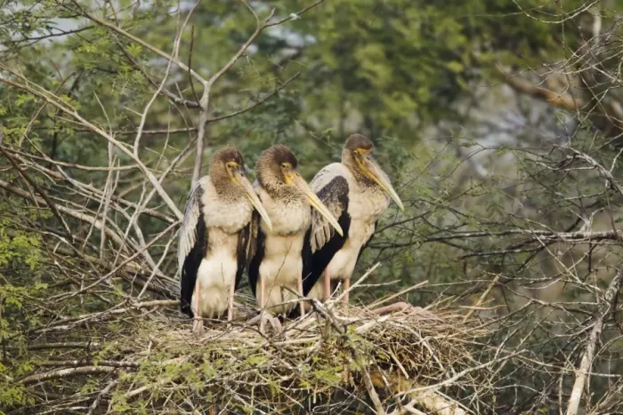 Framed Print : Painted Stork (Mycteria leucocephala) three chicks, sitting on nest in tree, Keoladeo Ghana N. P. (Bharatpur), Rajasthan, India Framed Print : Painted Stork (Mycteria leucocephala) three chicks, sitting on nest in tree, Keoladeo Ghana N. P. (Bharatpur), Rajasthan, India