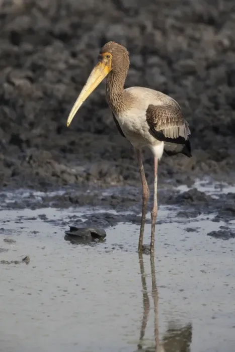 Framed Print : Painted Stork (Mycteria leucocephala) juvenile, standing in shallow water, Keoladeo Ghana N. P. (Bharatpur), Rajasthan, India Framed Print : Painted Stork (Mycteria leucocephala) juvenile, standing in shallow water, Keoladeo Ghana N. P. (Bharatpur), Rajasthan, India
