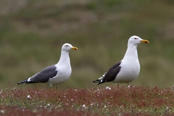 Pair of Lesser Black backed Gulls on Havergate Island, Suffolk