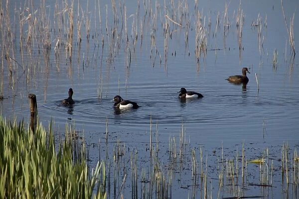 two pairs of Tufted ducks swimming near new growth of reeds - Minsmere, Suffolk