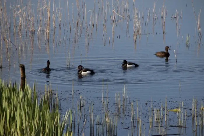 Framed Print : two pairs of Tufted ducks swimming near new growth of reeds - Minsmere, Suffolk Framed Print : two pairs of Tufted ducks swimming near new growth of reeds - Minsmere, Suffolk