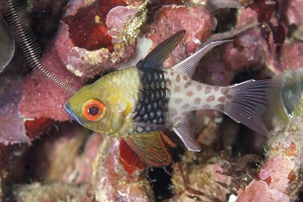 Pajama Cardinalfish (Sphaeramia nematoptera) adult, swimming over reef, Lembeh Straits, Sulawesi, Sunda Islands