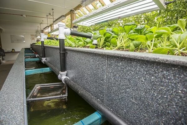Pak choi growing in aquaponics unit, water from tanks containing tilapia fish is pumped into trough with expanded clay
