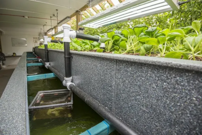 Framed Print : Pak choi growing in aquaponics unit, water from tanks containing tilapia fish is pumped into trough with expanded clay Framed Print : Pak choi growing in aquaponics unit, water from tanks containing tilapia fish is pumped into trough with expanded clay