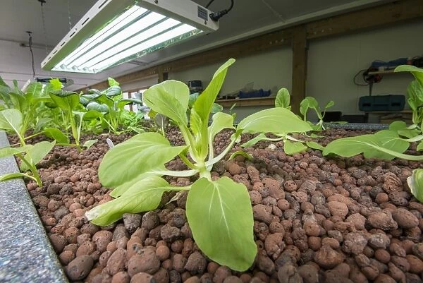 Pak choi growing in aquaponics unit, water from tanks containing tilapia fish is pumped into trough with expanded clay