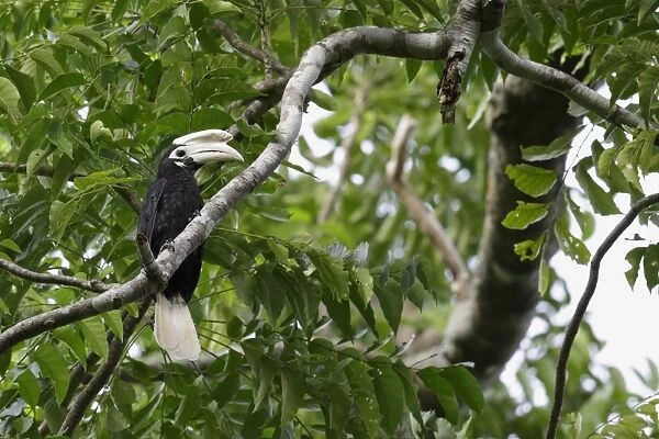 Palawan Hornbill (Anthracoceros marchei) adult male, perched on branch in tree, Puerto Princesa Subterranean River N. P