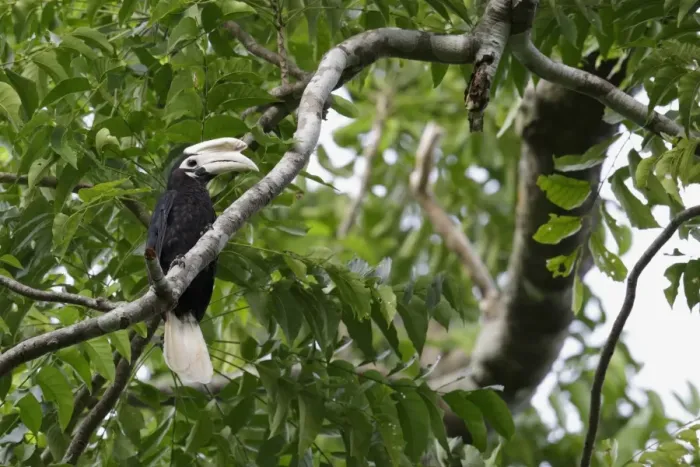 Framed Print : Palawan Hornbill (Anthracoceros marchei) adult male, perched on branch in tree, Puerto Princesa Subterranean River N. P Framed Print : Palawan Hornbill (Anthracoceros marchei) adult male, perched on branch in tree, Puerto Princesa Subterranean River N. P