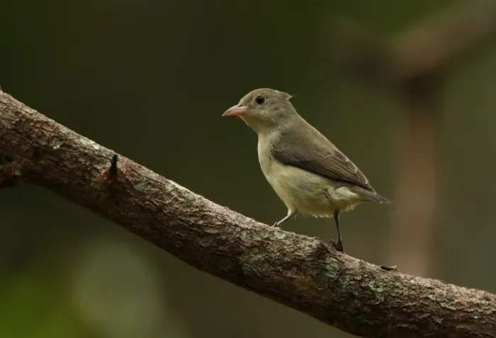 Framed Print : Pale-billed Flowerpecker (Dicaeum erythrorhynchos ceylonense) endemic race, adult, perched on branch, Sri Lanka, december Framed Print : Pale-billed Flowerpecker (Dicaeum erythrorhynchos ceylonense) endemic race, adult, perched on branch, Sri Lanka, december