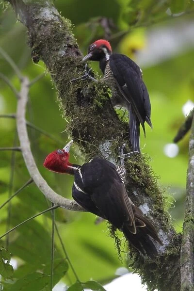 Pale-billed Woodpecker (Campephilus guatemalensis) adult male and juvenile, foraging on branch