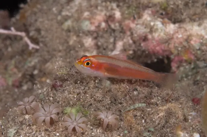Framed Print : Pale Dwarfgoby (Trimma anaima) adult, on reef at night, Wetar Island, Barat Daya Islands, Lesser Sunda Islands