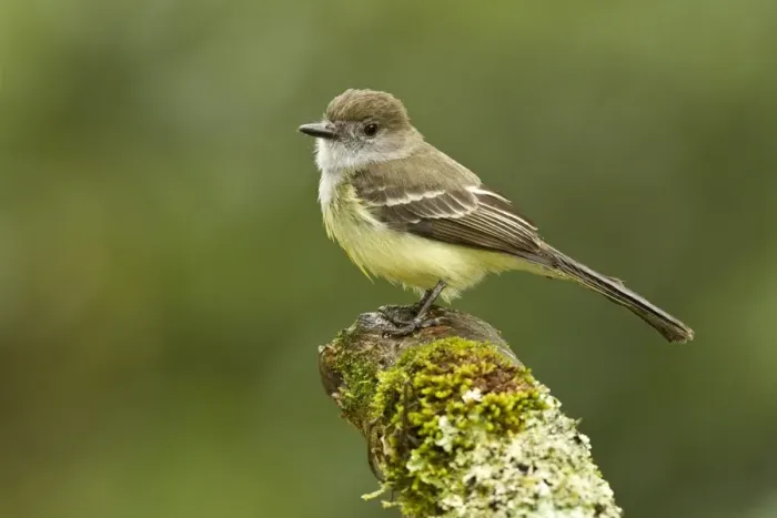 Framed Print : Pale-edged Flycatcher (Myiarchus cephalotes) adult, perched on stump in montane rainforest, Andes, Ecuador, November Framed Print : Pale-edged Flycatcher (Myiarchus cephalotes) adult, perched on stump in montane rainforest, Andes, Ecuador, November