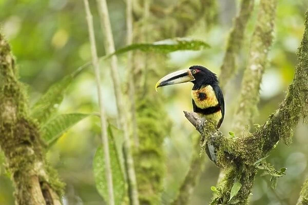 Pale-mandibled Aracari (Pteroglossus erythropygius) adult, perched on branch in montane rainforest, Andes, Ecuador