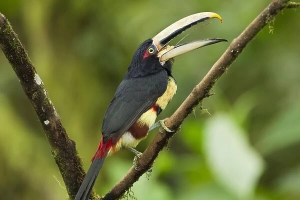 Pale-mandibled Aracari (Pteroglossus erythropygius) adult, feeding on fruit, perched on branch in montane rainforest