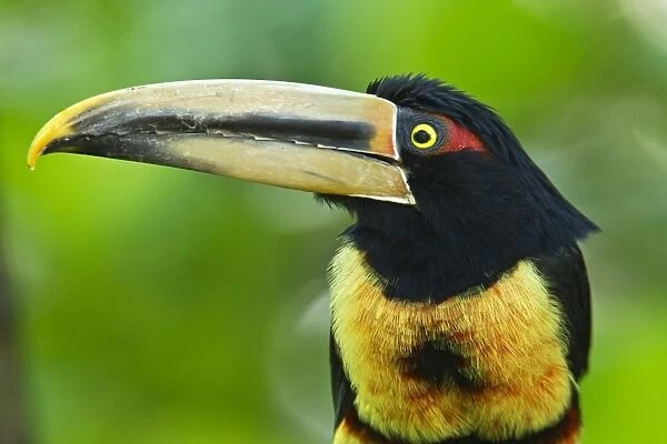 Pale-mandibled Aracari (Pteroglossus erythropygius) adult, close-up of head and breast, in montane rainforest, Andes