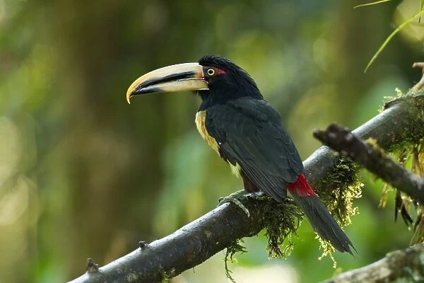 Pale-mandibled Aracari (Pteroglossus erythropygius) adult, perched on branch in montane rainforest, Andes, Ecuador