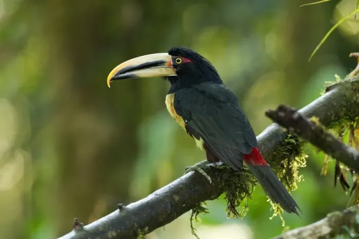 Framed Print : Pale-mandibled Aracari (Pteroglossus erythropygius) adult, perched on branch in montane rainforest, Andes, Ecuador Framed Print : Pale-mandibled Aracari (Pteroglossus erythropygius) adult, perched on branch in montane rainforest, Andes, Ecuador