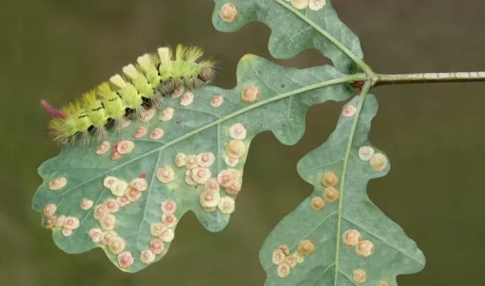 Framed Print : Pale Tussock Moth (Calliteara pudibunda) caterpillar, feeding on Common Oak (Quercus robur)