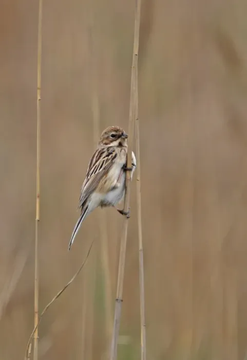 Framed Print : Pallas's Reed Bunting (Emberiza pallasi) adult female, perched on reed stem, Beidaihe, Hebei, China, may Framed Print : Pallas's Reed Bunting (Emberiza pallasi) adult female, perched on reed stem, Beidaihe, Hebei, China, may