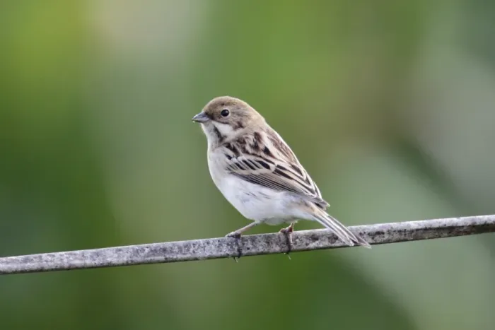 Framed Print : Pallass Reed Bunting (Emberiza pallasi) adult male, non-breeding plumage, perched on wire, Long Valley