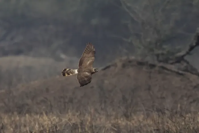 Framed Print : Pallid Harrier (Circus macrourus) adult female, in flight, hunting, Keoladeo Ghana N. P. (Bharatpur), Rajasthan, India, january