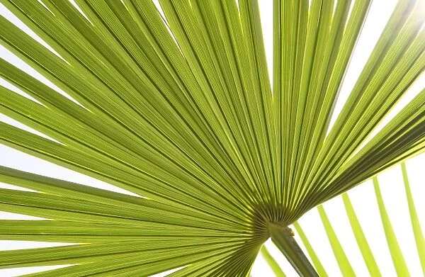 Palm (Arecaceae sp. ) close-up of backlit leaves