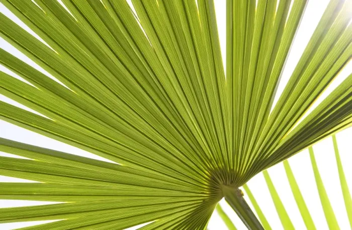 Framed Print : Palm (Arecaceae sp. ) close-up of backlit leaves Framed Print : Palm (Arecaceae sp. ) close-up of backlit leaves