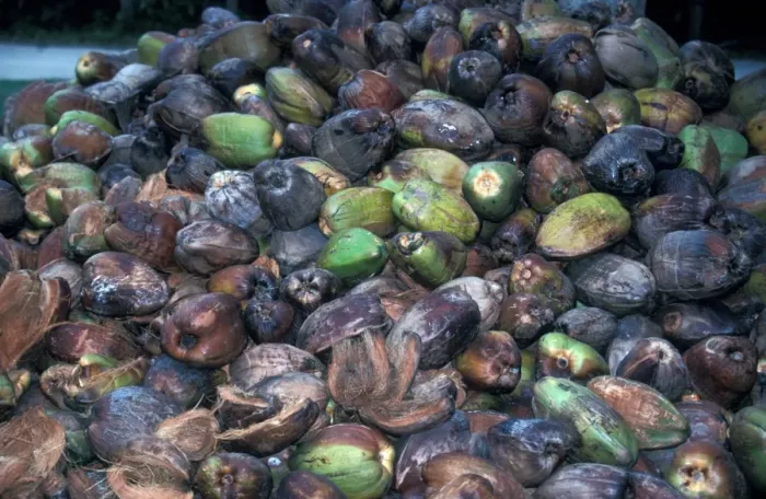 Framed Print : Palm Coconut Coconut (Cocos nucifera) Nuts still with husk s Framed Print : Palm Coconut Coconut (Cocos nucifera) Nuts still with husk s