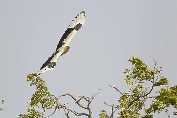 Palm-nut Vulture (Gypohierax angolensis) adult, in flight, Gambia, February