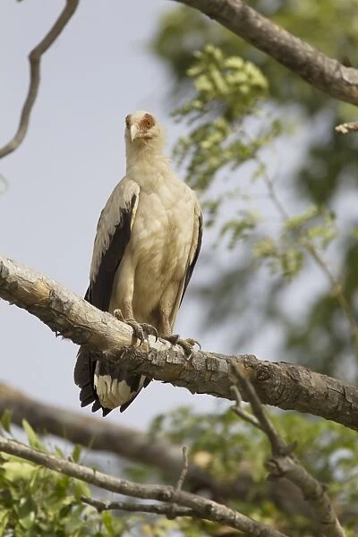 Palm-nut Vulture (Gypohierax angolensis) adult, perched on branch, Gambia, February