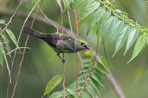 Palm Tanager (Thraupis palmarum) adult, with beak open, perched on stem, Trinidad, Trinidad and Tobago, April