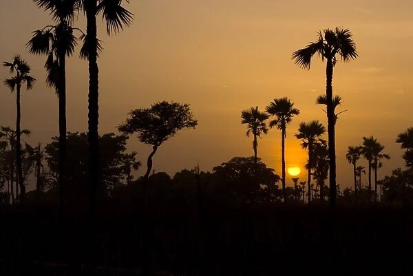 Palm trees silhouetted at sunset, Banfora, Comoe Province, Burkina Faso