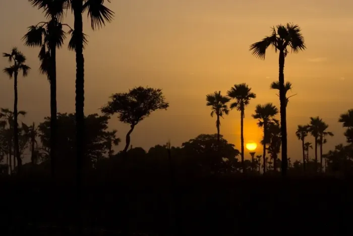 Framed Print : Palm trees silhouetted at sunset, Banfora, Comoe Province, Burkina Faso Framed Print : Palm trees silhouetted at sunset, Banfora, Comoe Province, Burkina Faso