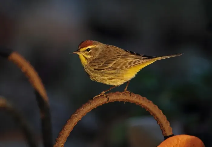 Framed Print : Palm Warbler (Dendroica palmarum) adult, perched on rusty metal rod in early morning sunlight, Zapata Peninsula Framed Print : Palm Warbler (Dendroica palmarum) adult, perched on rusty metal rod in early morning sunlight, Zapata Peninsula