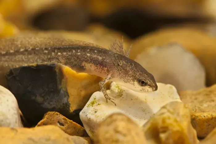 Framed Print : Palmate Newt (Lissotriton helveticus) larva, resting on gravel underwater, Belvedere, Bexley, Kent, England
