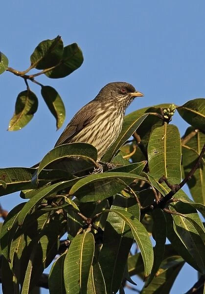 Palmchat (Dulus dominicus) adult, perched in tree, Bahoruco Mountains N. P. Dominican Republic, January